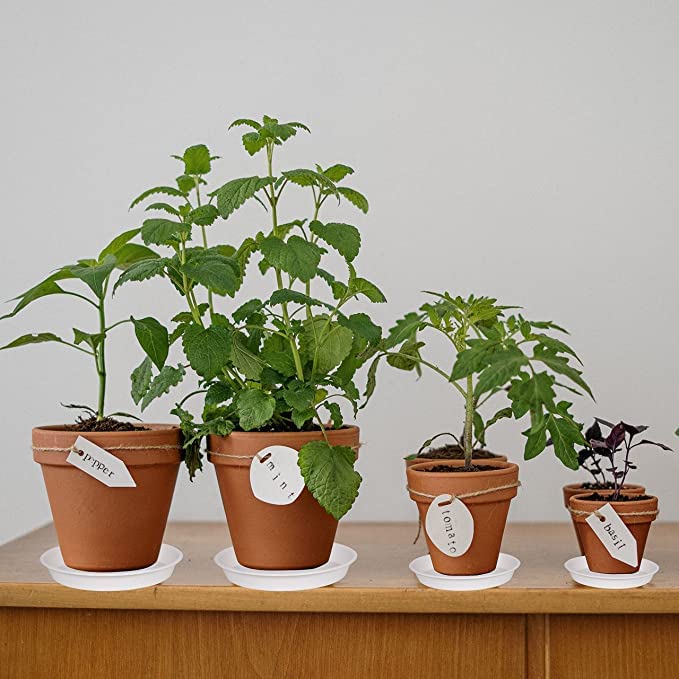 Bleuhome 6 Pack Plastic White Plant Saucers for Potted Plants  4 5 6 7 8 9 10 11 12 14 inch  Flower Pot Water Trays for Indoor Outdoor Ceramic or Plastic  Plant Containers Indoor (6""  Creamy White) - Image 2